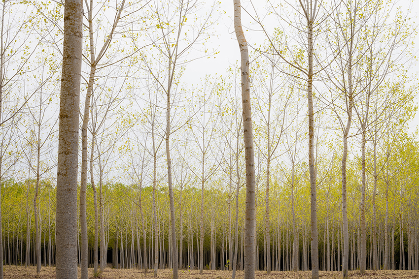 Su-Mei  Tse - Golden Trees (Reminiscences), 2018